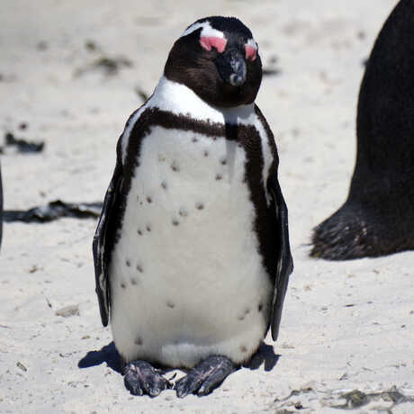 Wild African penguins basking and snoozing at Boulders Beach in Cape Town, South Africa
