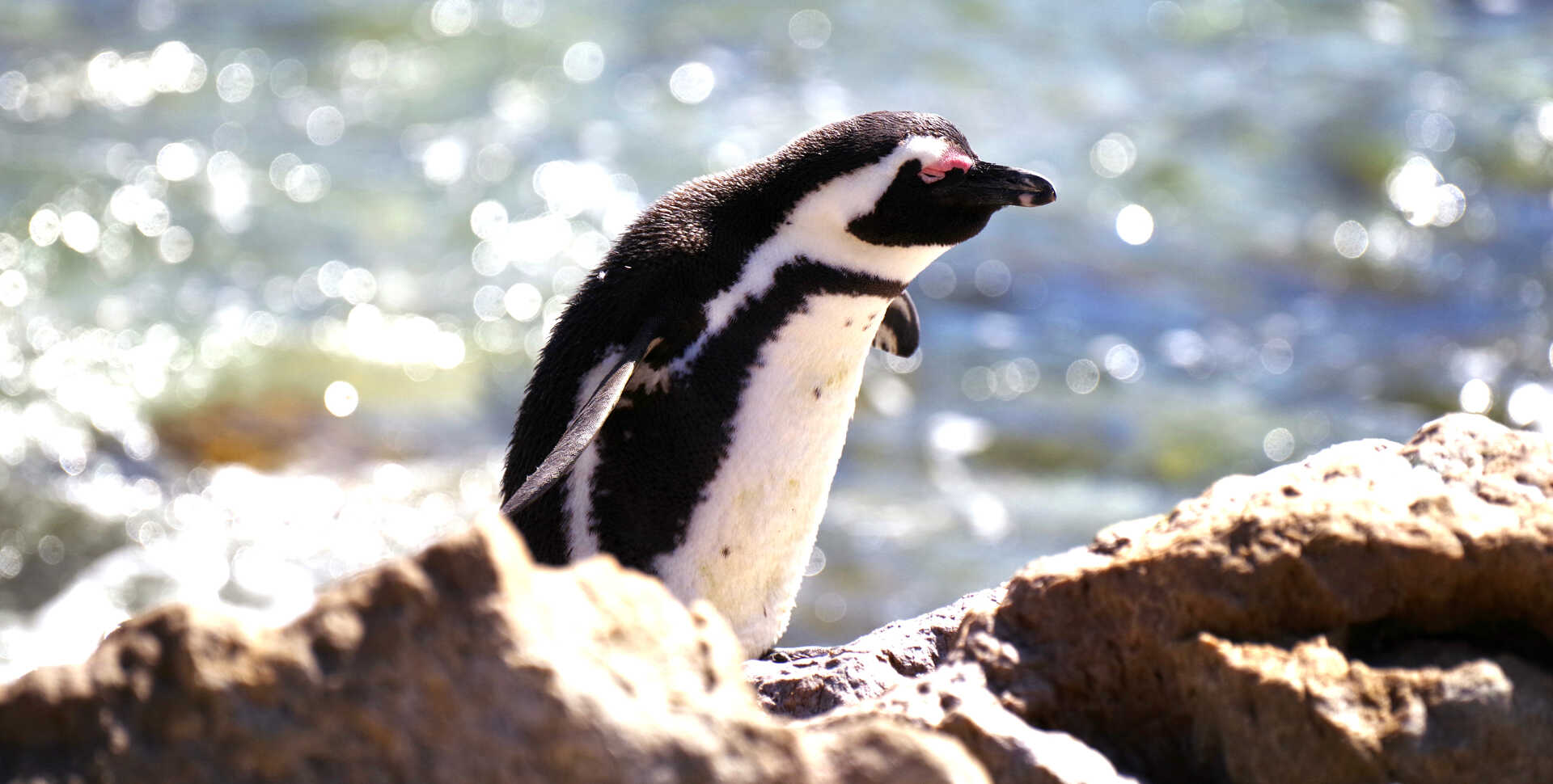 A wild African penguin basks at a beach in Cape Town, South Africa