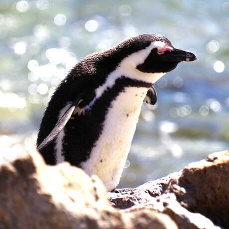 A wild African penguin basks at a beach in Cape Town, South Africa