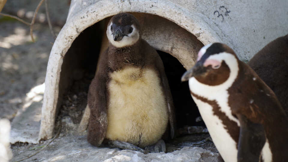 African penguin chick and adult outside an artificial nest box in Cape Town, South Africa.