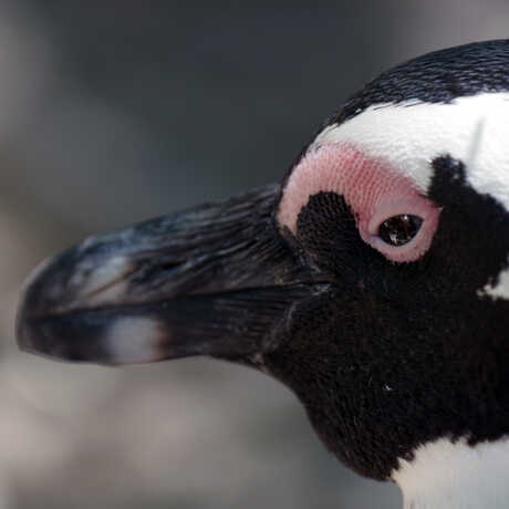 Close-up profile view of an African penguin in South Africa