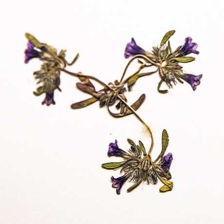 Pressed flower specimens from Cal Academy's botany collection