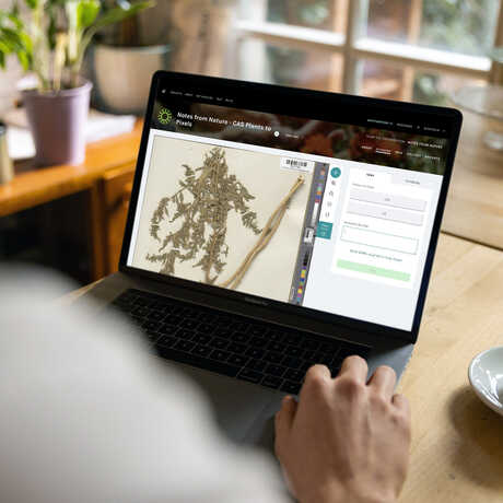 Man transcribing botany specimen labels on his laptop with a cup of coffee beside him