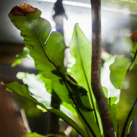 A lizard rests atop a large leaf in the Osher Rainforest. 