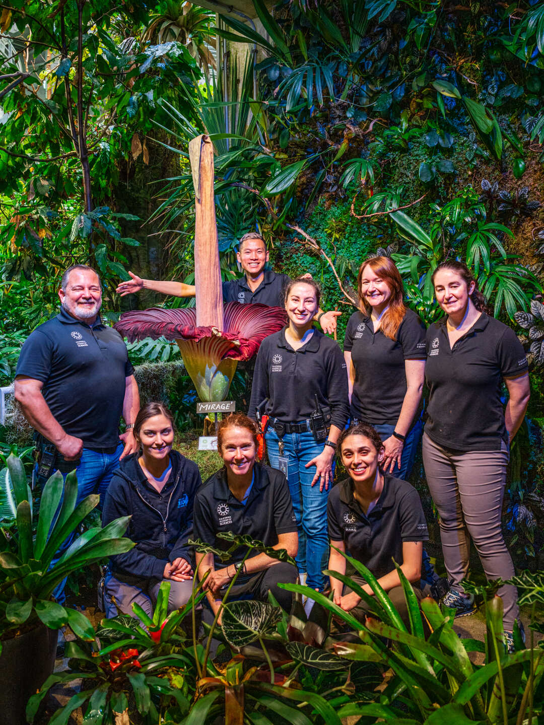 Academy biologists Tim Wong and Lauren Greig measure Mirage the corpse flower