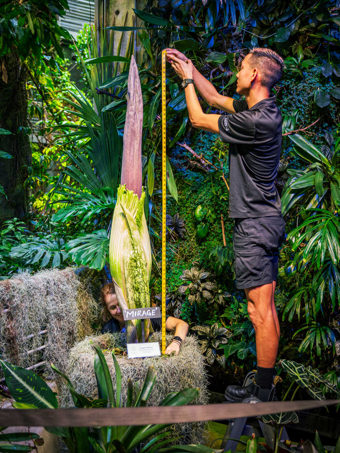 Academy Biologists Lauren Greig and Tim Wong measuring Mirage the corpse flower with a tape measure