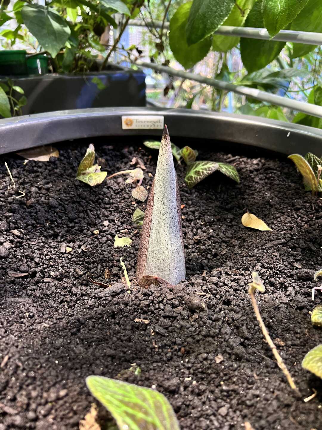 Mirage the corpse flower growing at the Academy