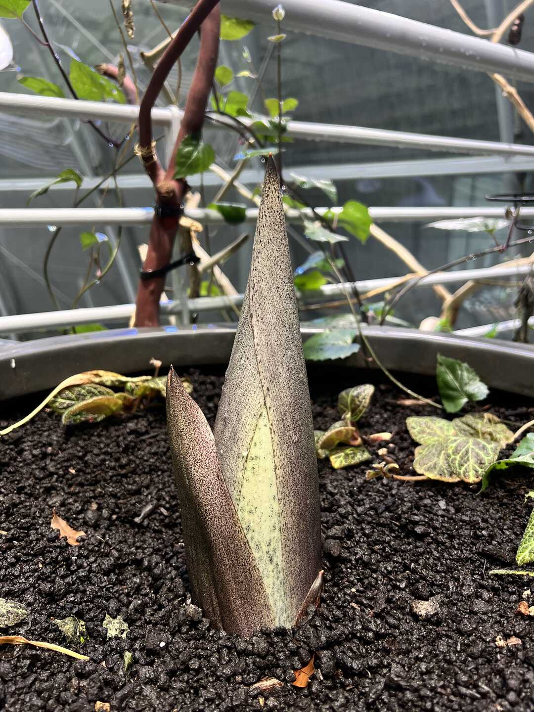 Mirage the corpse flower growing at the Academy