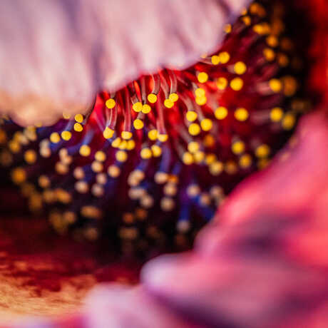 Inflorescence within the spathe of Mirage, the Academy's corpse flower. Photo by Gayle Laird