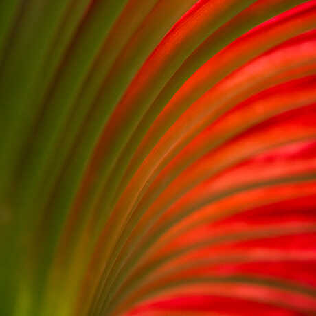 Pastel hues of the underside of the spathe of Mirage, the Academy's corpse flower. Photo by Gayle Laird