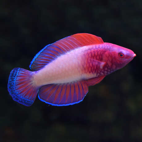 A rose-veiled fairy wrasse in shades of purple and magenta against a dark background.