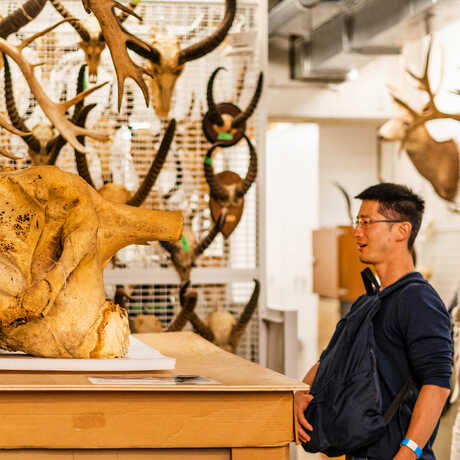 NightLife Plus guest looks in amazement at huge skull in Mammalogy collection at Cal Academy