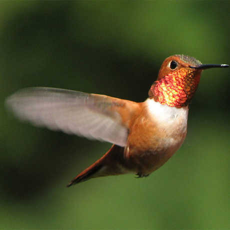 Selasphorus rufus