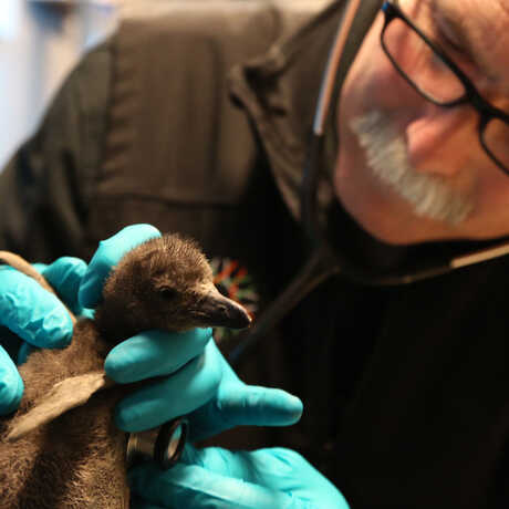 Academy Senior Veterinarian Freeland Dunker examines a newly hatched African penguin chick 