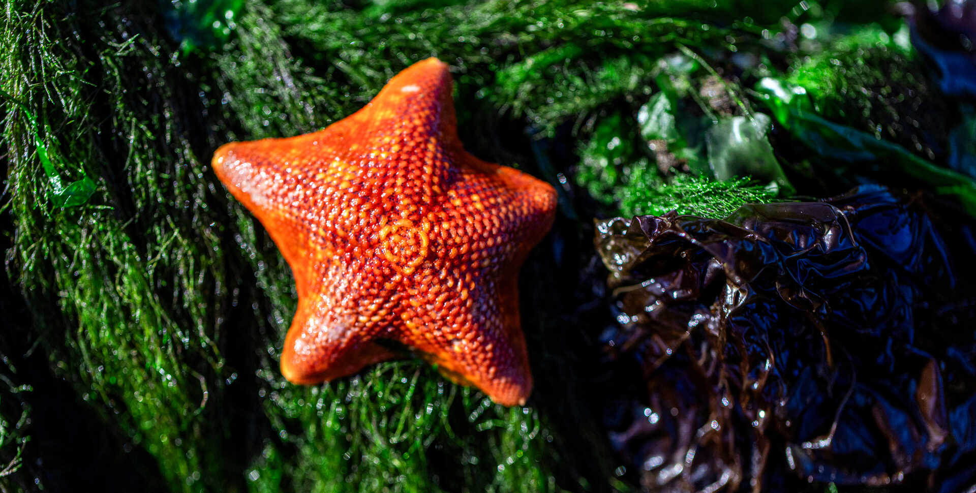 A bright orange bat star against a bed of deep green seaweed on a Mendocino County beach. Photo by Nicole Ravicchio