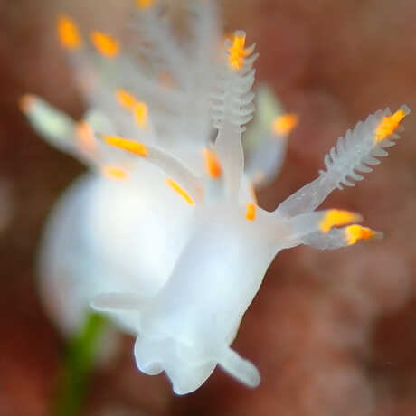 iNaturalist observation photo of Ancula pacifica nudibranch © gabnaturalist