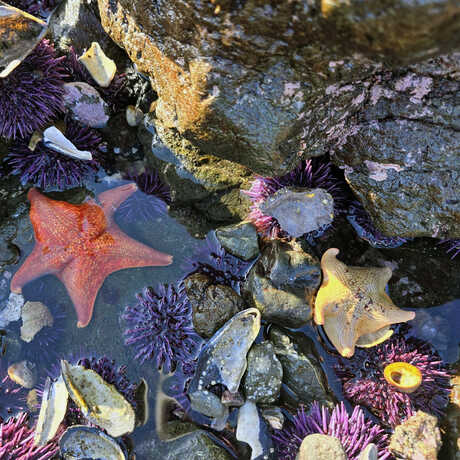 iNaturalist observation photo of bat stars © Esmeralda Plascencia