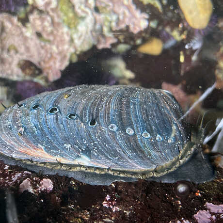 iNaturalist observation photo of black abalone © scsurflady