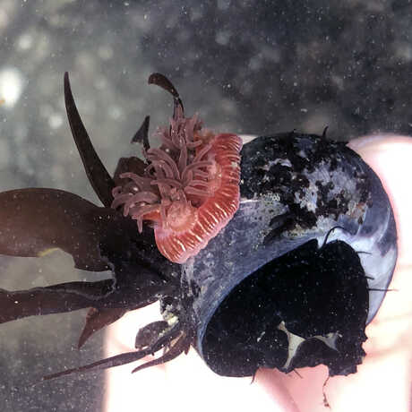 iNaturalist observation photo of brooding anemone and seaweed atop a black tegula snail © Olivia VanDamme