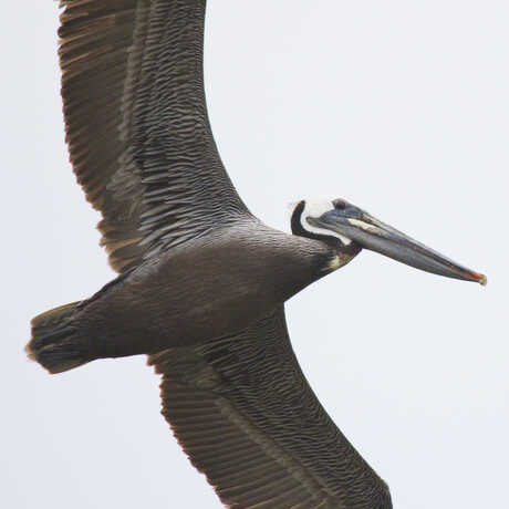 iNaturalist observation photo of brown pelican in flight © Jay Paroline