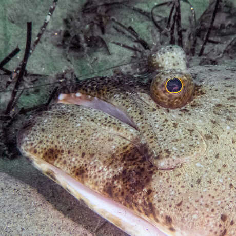 iNaturalist observation photo of California halibut © Callie Mack