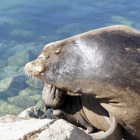 iNaturalist observation photo of California sea lion © Graham Coop