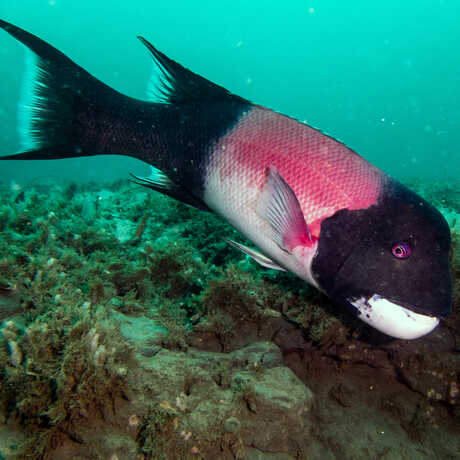 iNaturalist observation photo of California sheephead fish by Callie Mack