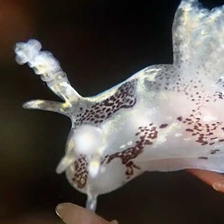 iNaturalist observation photo of freckled ancula nudibranch © Siobhan O'Neill