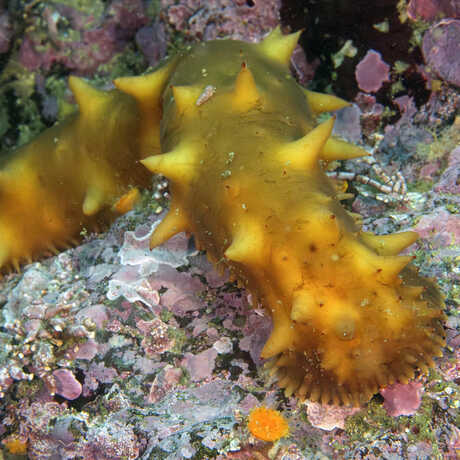iNaturalist observation photo of giant California sea cucumber © Jeremy_Jodoin