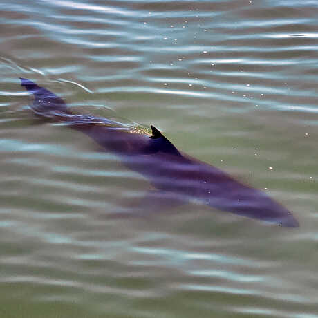 iNaturalist observation of juvenile great white shark © Patricia Butter