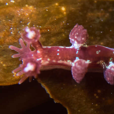 iNaturalist observation photo of Hancocks nudibranch © Ken-ichi Ueda