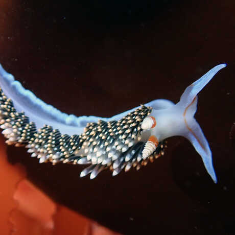 iNaturalist observation photo of Hiltons aeolid nudibranch © Alycia Uyeoka