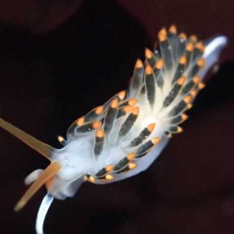 iNaturalist observation photo of laguna aeolid nudibranch © Cricket Raspet