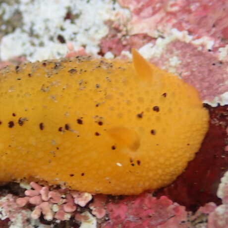 iNaturalist observation photo of a yellow Monterey dorid nudibranch © Rebecca Johnson