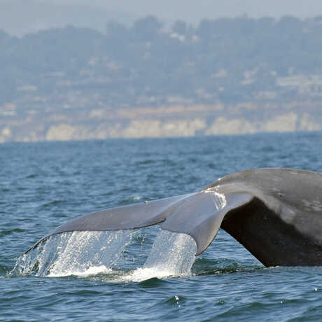 iNaturalist observation of a northern blue whale fluke extending out of the water © Jay Ballard