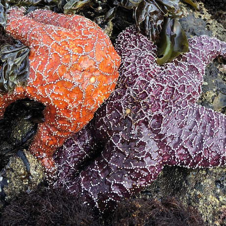 iNaturalist observation photo of orange and purple ochre sea stars © Olivia VanDamme