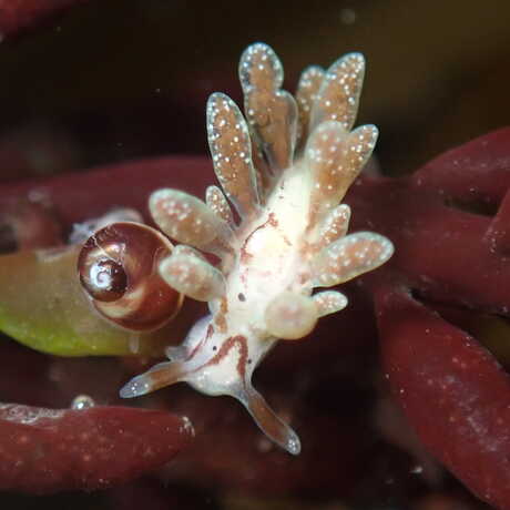 iNaturalist observation photo of Olives sapsucker nudibranch © thetidepooler