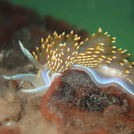 iNaturalist observation photo of opalescent nudibranch © Cricket Raspet
