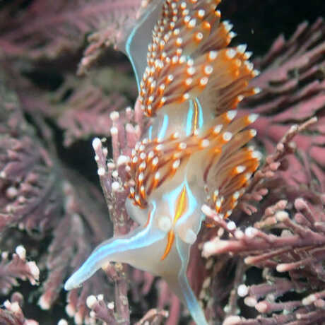 iNaturalist observation photo of opalescent nudibranch © Rebecca Johnson