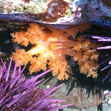 iNaturalist observation photo of orange sea cucumber and purple sea urchins © Olivia VanDamme