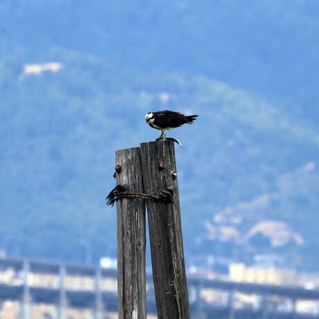 iNaturalist observation photo of osprey on piling in Bay © Elizabeth Dougherty