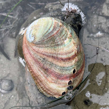 iNaturalist observation of pinto abalone © thultz