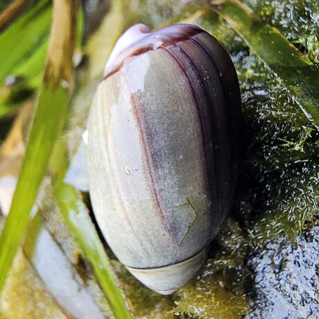 iNaturalist observation photo of purple olive snail © M. Goff