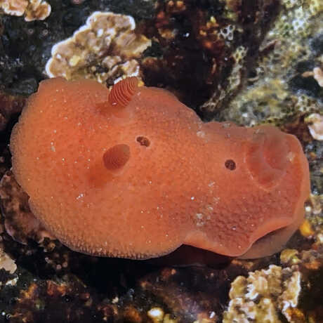iNaturalist observation photo of red aldisa nudibranch © Olivia VanDamme
