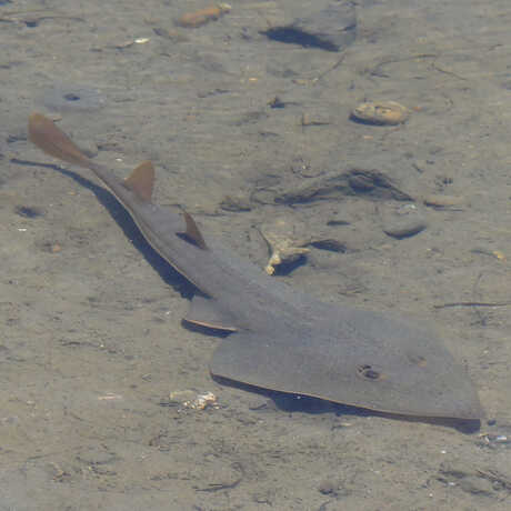 iNaturalist observation photo of shovelnose guitarfish © Lauren Glevanik