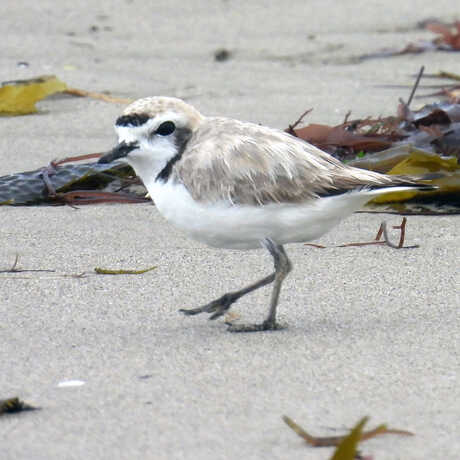 iNaturalist observation photo of a snowy plover © George Afghan