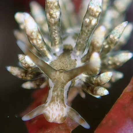 iNaturalist observation photo of Steinbecks aeolid nudibranch © thetidepooler