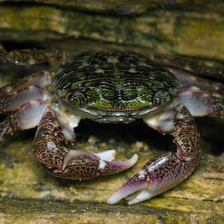 iNaturalist observation photo of striped shore crab © Tom Minh Van