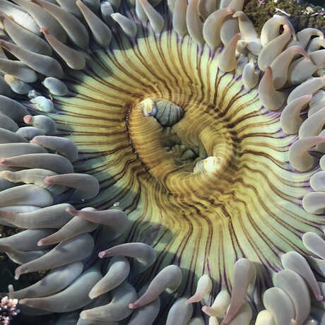 iNaturalist observation photo of green sunburst anemone © Olivia VanDamme