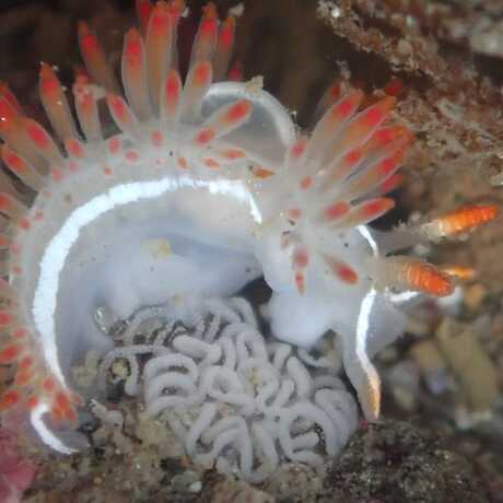 iNaturalist observation photo of three-lined aeolid © Rebecca Johnson